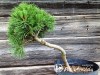 Pušis kalninė subsp. mugo (formuota) (lot. Pinus mugo ) 